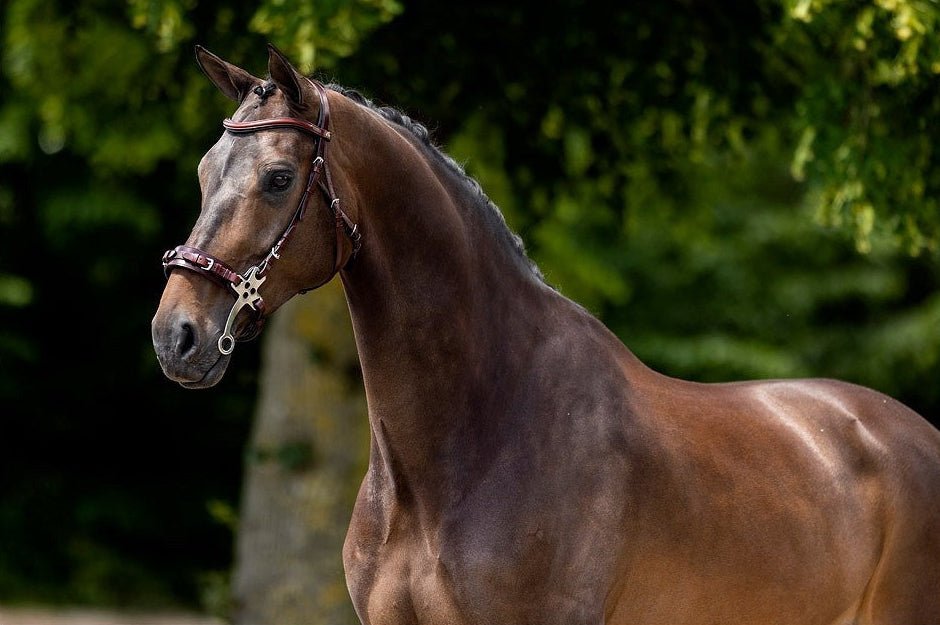 BR Hoofdstel Lydney Trenshoofdstellen - Maddelin Equestrian BR