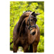 BR Hoofdstel Newcastle Trenshoofdstellen - Maddelin Equestrian BR
