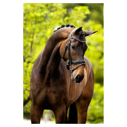 BR Hoofdstel Newcastle Trenshoofdstellen - Maddelin Equestrian BR