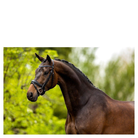 BR Hoofdstel Newcastle Trenshoofdstellen - Maddelin Equestrian BR