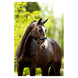BR Hoofdstel Plymouth II Trenshoofdstellen - Maddelin Equestrian BR