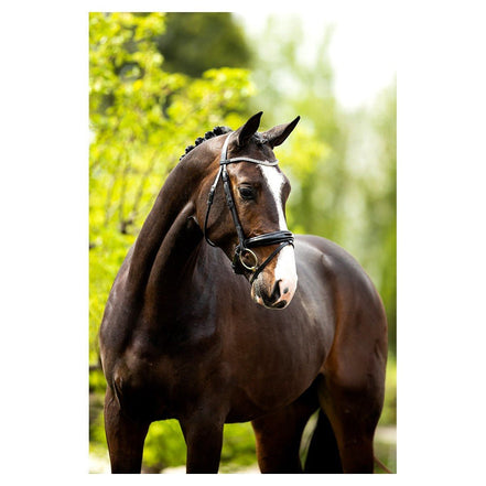 BR Hoofdstel Plymouth II Trenshoofdstellen - Maddelin Equestrian BR