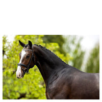 BR Hoofdstel Plymouth II Trenshoofdstellen - Maddelin Equestrian BR