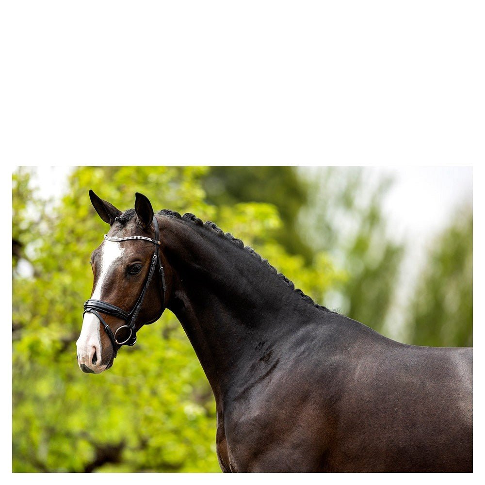 BR Hoofdstel Plymouth II Trenshoofdstellen - Maddelin Equestrian BR