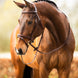 BR hoofdstel Salcombe Trenshoofdstellen - Maddelin Equestrian BR