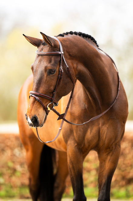 BR hoofdstel Salcombe Trenshoofdstellen - Maddelin Equestrian BR