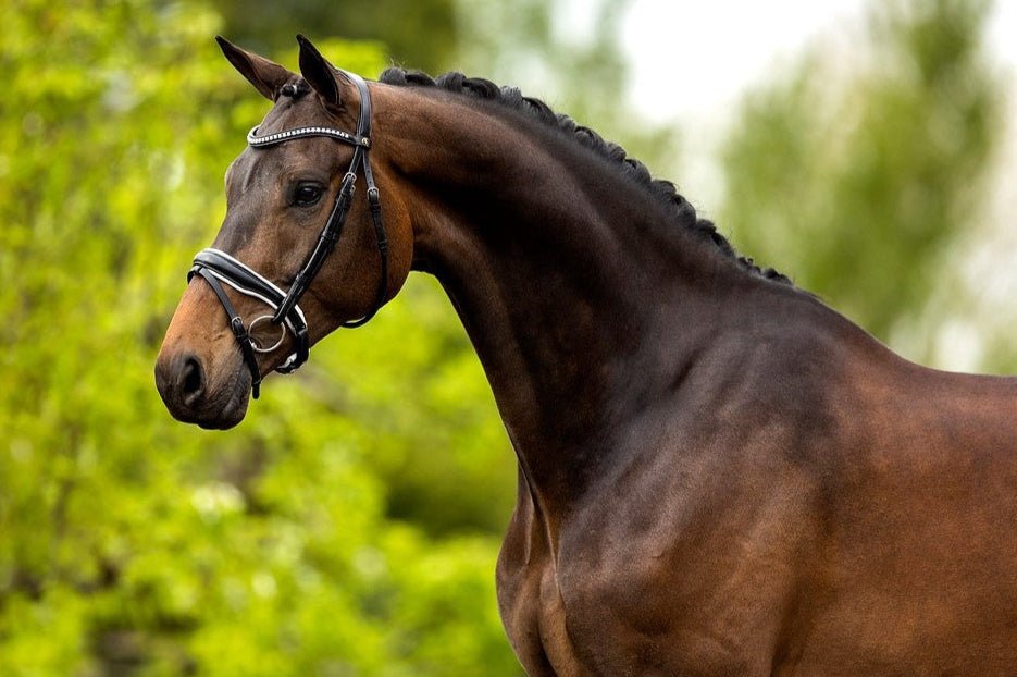 BR Hoofdstel Southam Trenshoofdstellen - Maddelin Equestrian BR