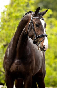 BR Hoofdstel Southam Trenshoofdstellen - Maddelin Equestrian BR