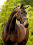 BR Hoofdstel Southam Trenshoofdstellen - Maddelin Equestrian BR