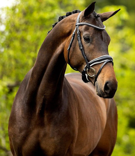 BR Hoofdstel Southam Trenshoofdstellen - Maddelin Equestrian BR