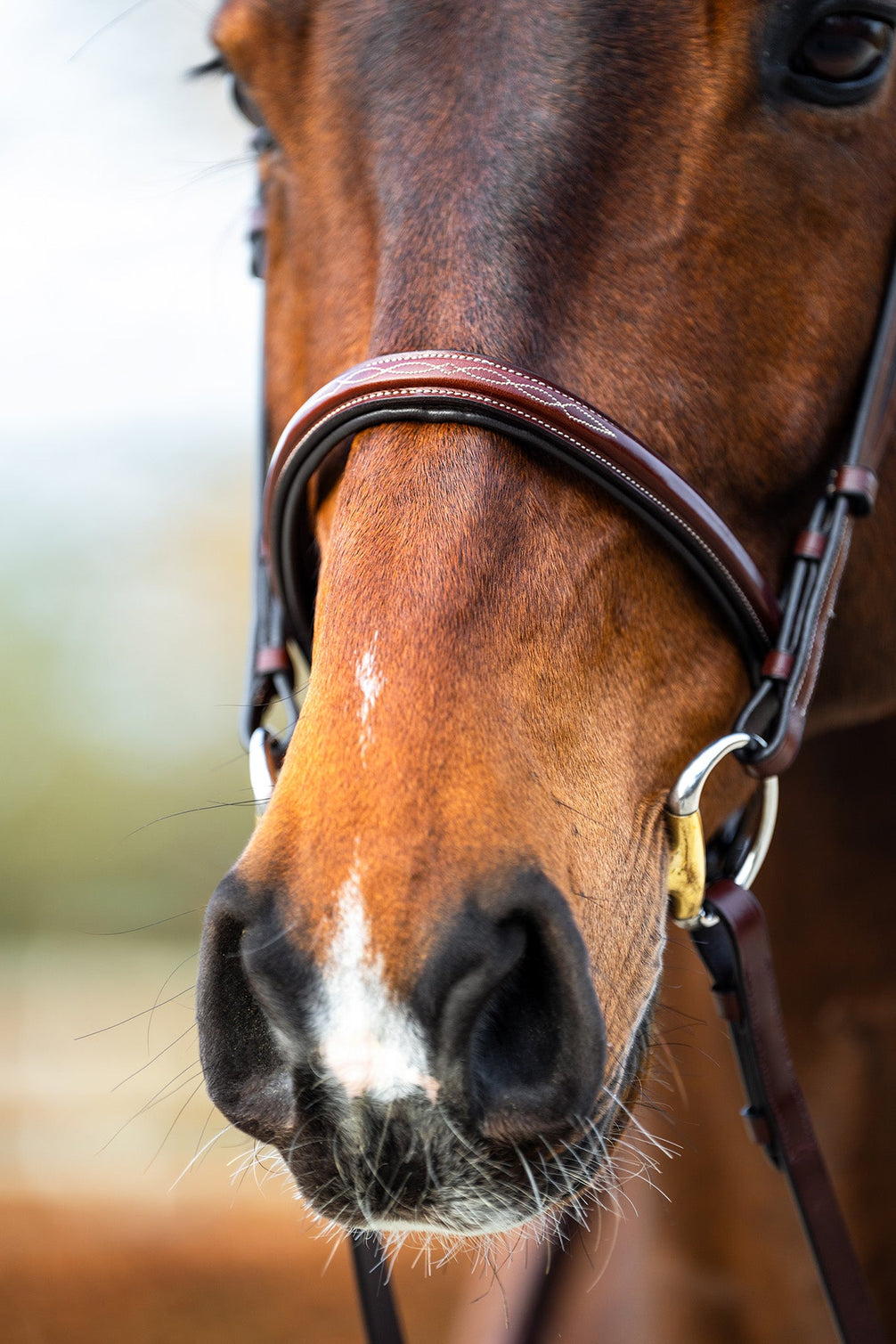 BR hoofdstel Sunderland Trenshoofdstellen - Maddelin Equestrian Cavalleria Toscana