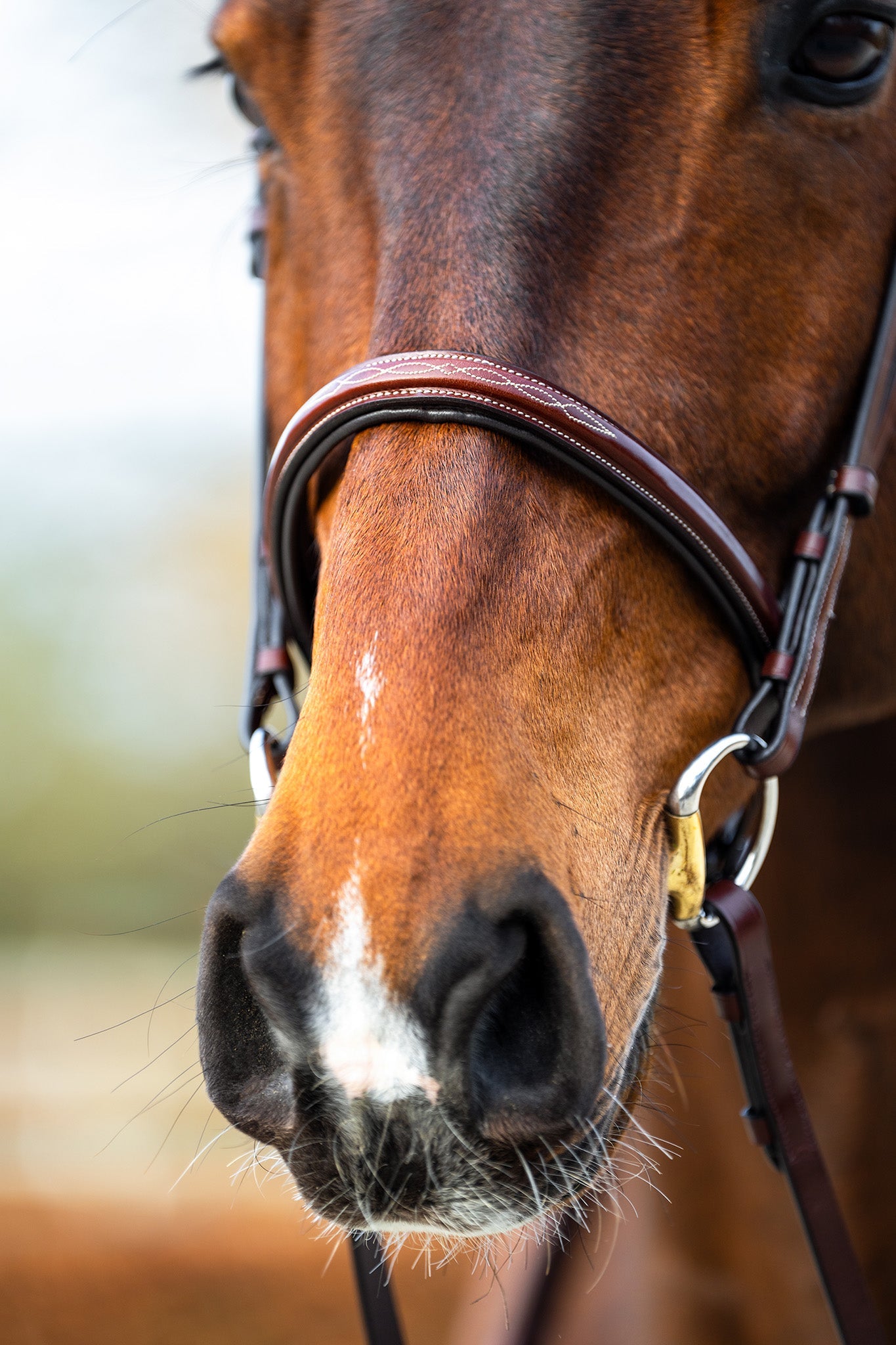 BR hoofdstel Sunderland Trenshoofdstellen - Maddelin Equestrian Cavalleria Toscana