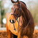 BR hoofdstel Sunderland Trenshoofdstellen - Maddelin Equestrian Cavalleria Toscana