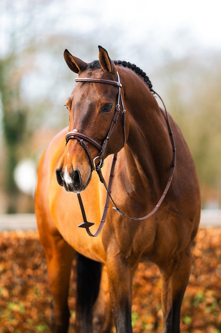 BR hoofdstel Sunderland Trenshoofdstellen - Maddelin Equestrian Cavalleria Toscana
