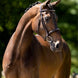BR Hunter Hoofdstel Oxford Trenshoofdstellen - Maddelin Equestrian BR