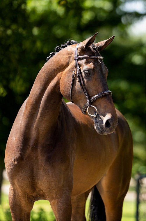 BR Hunter Hoofdstel Oxford Trenshoofdstellen - Maddelin Equestrian BR