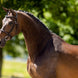 BR Hunter Hoofdstel Oxford Trenshoofdstellen - Maddelin Equestrian BR