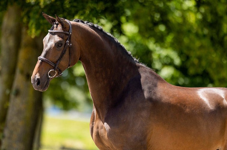 BR Hunter Hoofdstel Oxford Trenshoofdstellen - Maddelin Equestrian BR