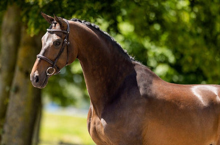 BR Hunter Hoofdstel Oxford Trenshoofdstellen - Maddelin Equestrian BR