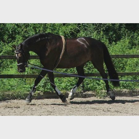 BR Longeermethode Concord Longe Longeerbenodigdheden - Maddelin Equestrian BR