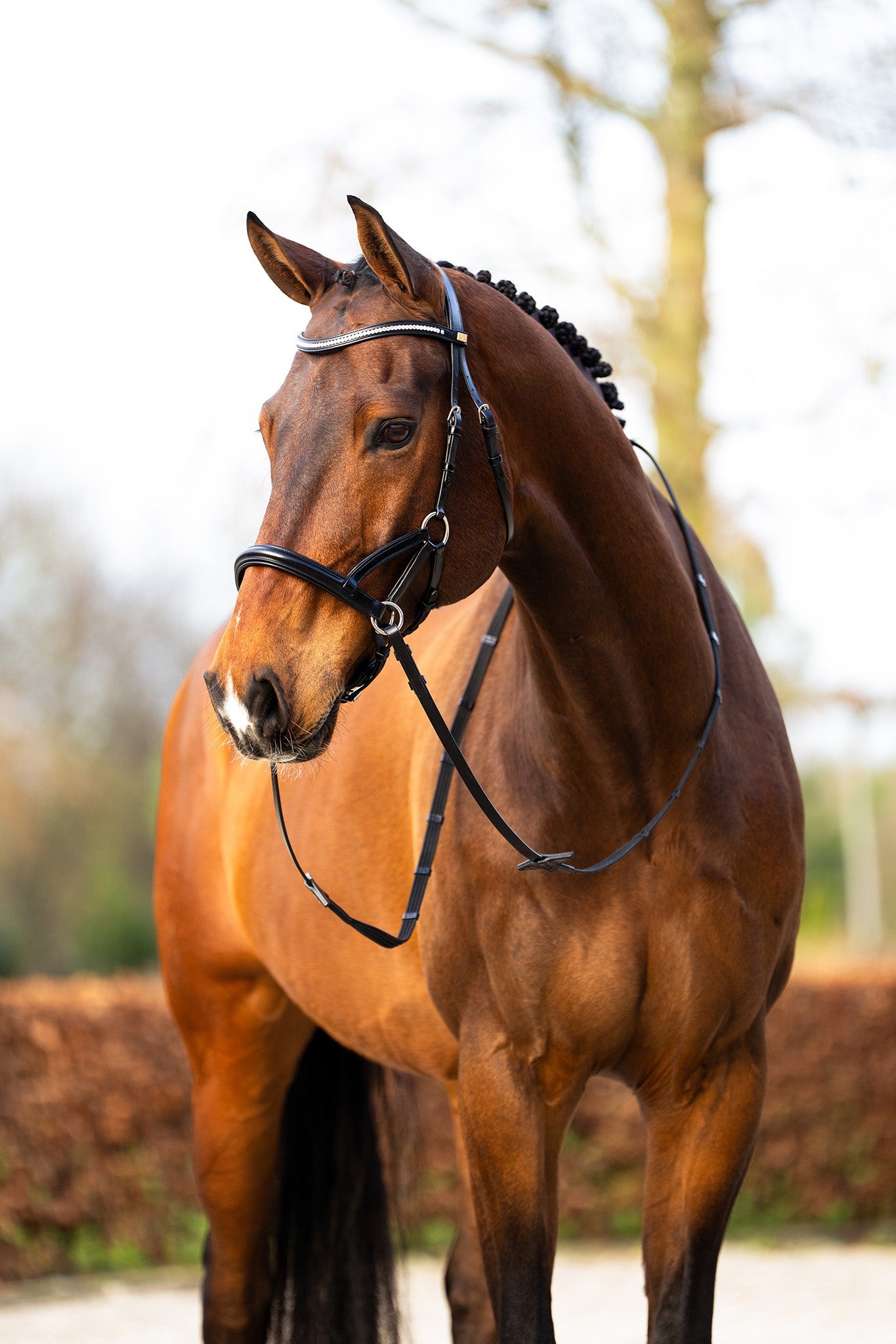 BR sidepull hoofdstel Thaxted Bitloos - Maddelin Equestrian BR