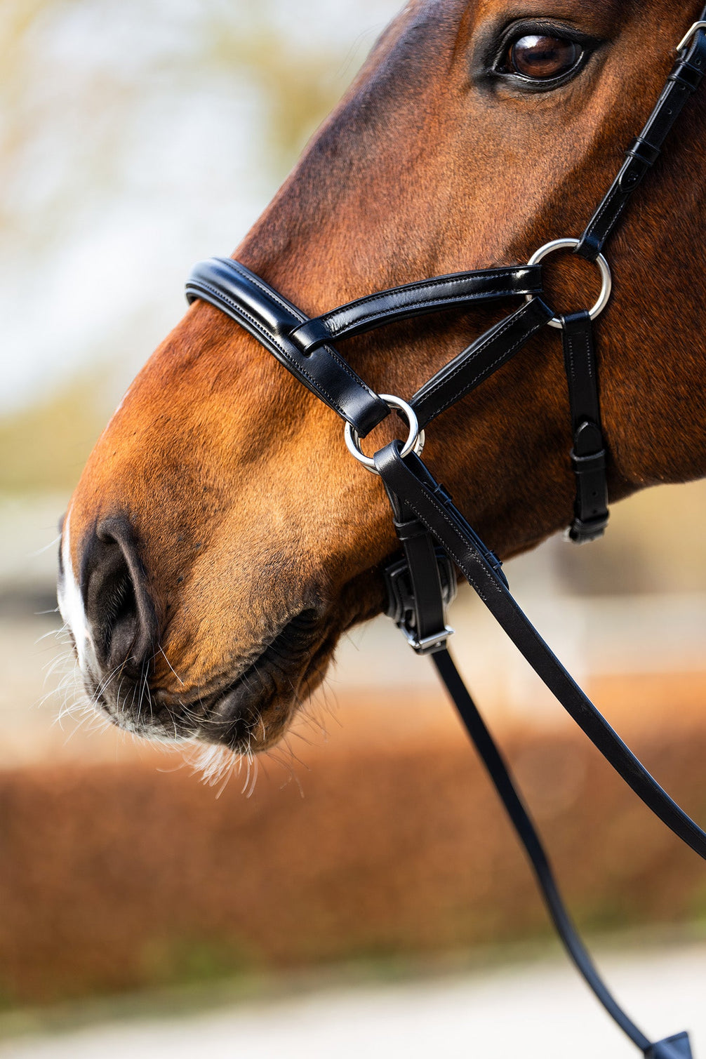 BR sidepull hoofdstel Thaxted Bitloos - Maddelin Equestrian BR