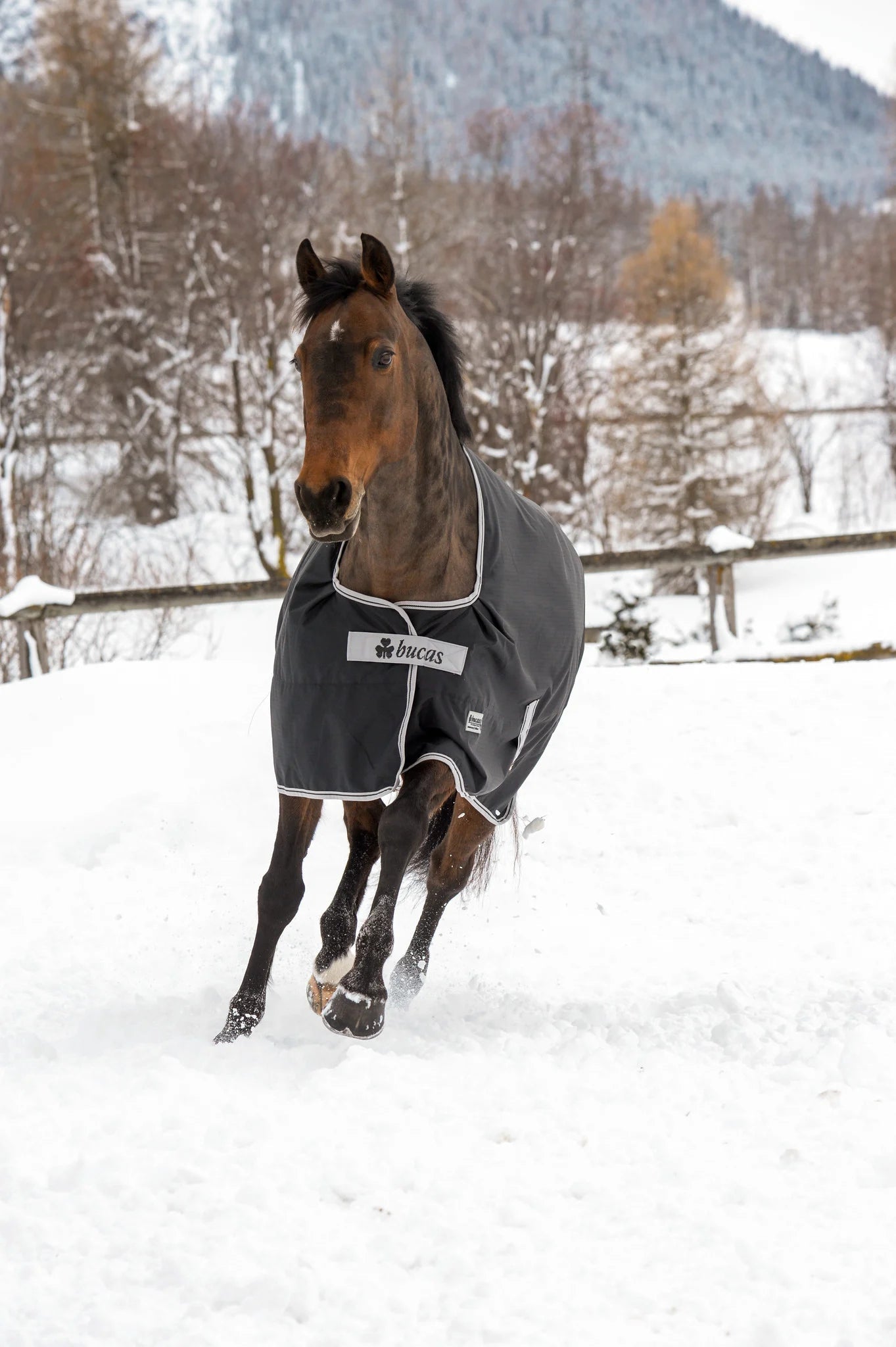 Bucas Anniversary Turnout Outdoordeken - Maddelin Equestrian Bucas