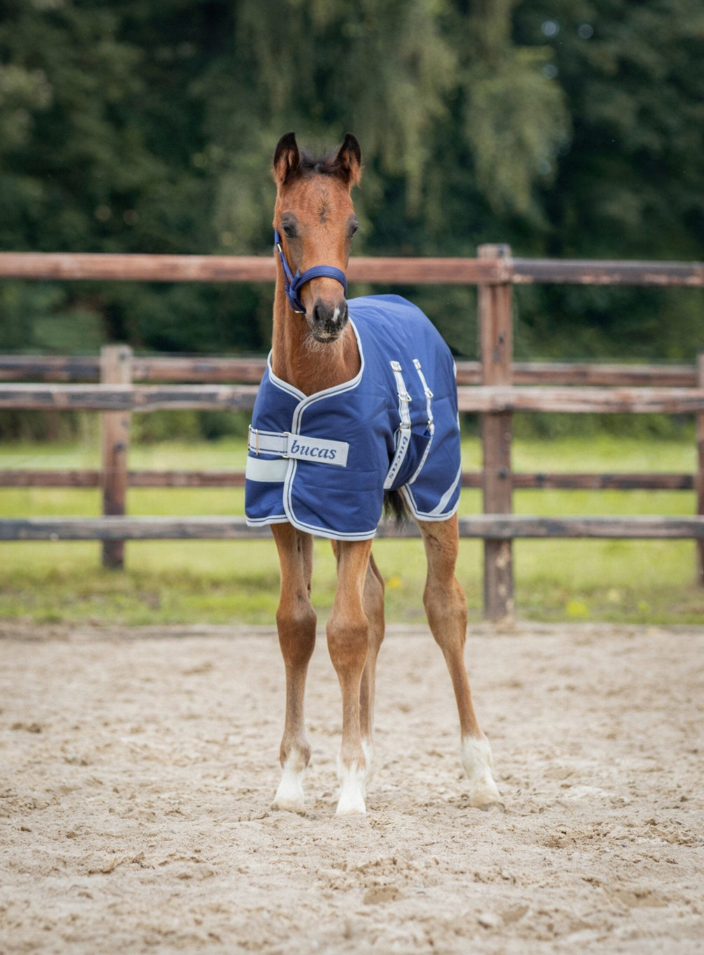 Bucas Foal Turnout 50g Outdoordeken - Maddelin Equestrian Bucas