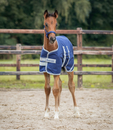 Bucas Foal Turnout 50g Outdoordeken - Maddelin Equestrian Bucas