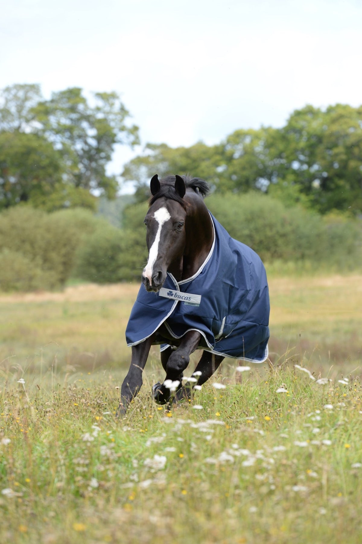 Bucas Freedom Turnout Navy/Silver op een paard in de wei