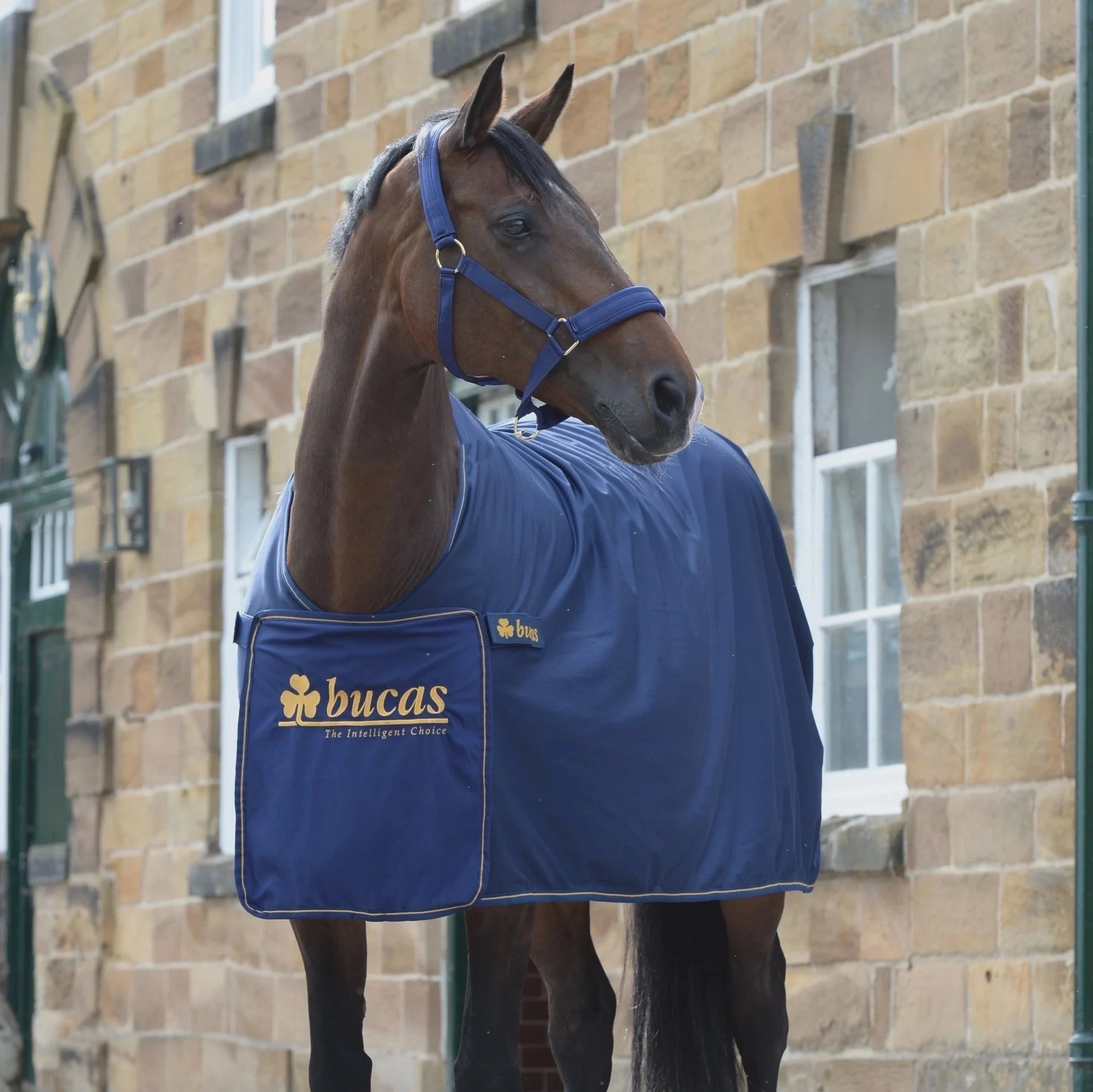 Bucas Printed Zweet - en transportdeken Maddelin Zweetdekens - Maddelin Equestrian Bucas