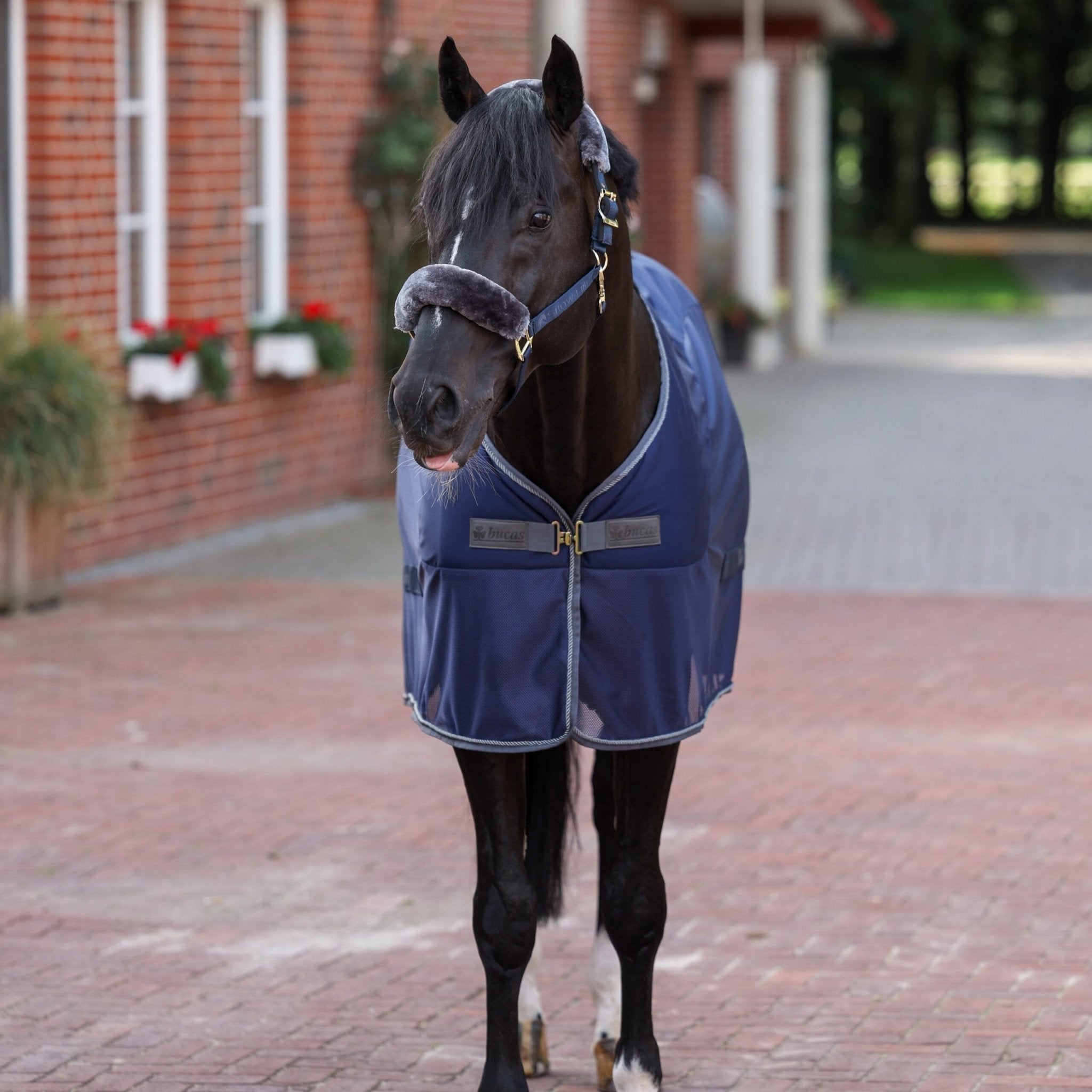 Bucas Show - Line Wedstrijd Cooler Zweetdekens - Maddelin Equestrian Bucas