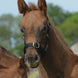 Bucas Veulen Halster Dublin Veulenhalsters - Maddelin Equestrian Bucas