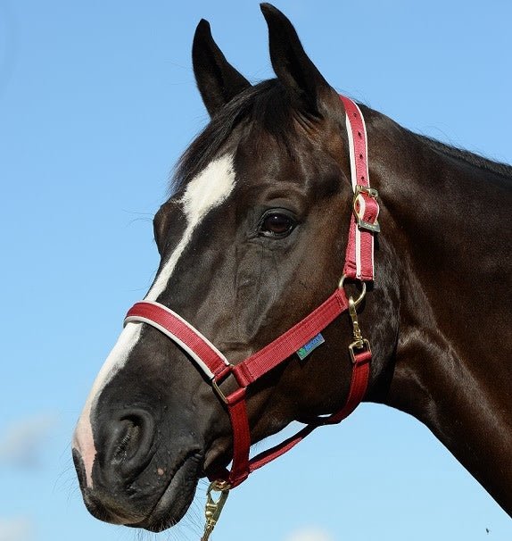 Bucas Veulen Halster Dublin Veulenhalsters - Maddelin Equestrian Bucas