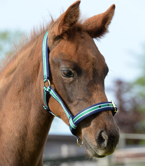 Bucas Veulen Halster Dublin Veulenhalsters - Maddelin Equestrian Bucas