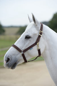 Bucas Veulen Halster Dublin Veulenhalsters - Maddelin Equestrian Bucas