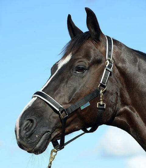 Bucas Veulen Halster Dublin Veulenhalsters - Maddelin Equestrian Bucas
