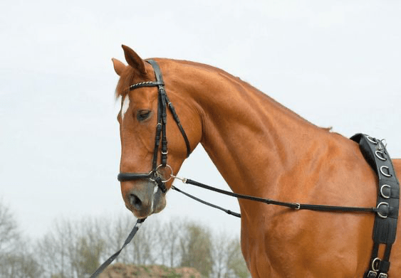 Busse Bijzetteugel BASIC - STARR Hulpteugels - Maddelin Equestrian Busse