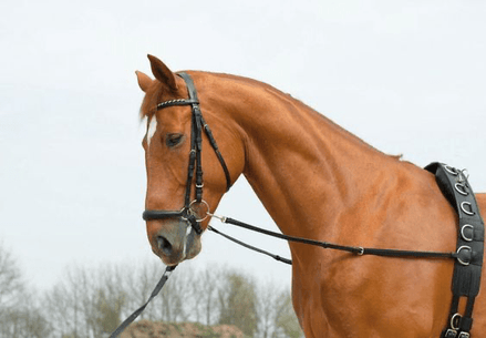 Busse Bijzetteugel BASIC - STARR Hulpteugels - Maddelin Equestrian Busse