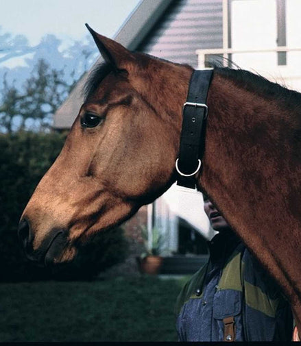 Busse Halsriem WEIDE Zwart One Size Nylon halsters - Maddelin Equestrian Busse