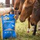 Cavalor Breeding - Juniorix Voeding - Maddelin Equestrian Cavalor