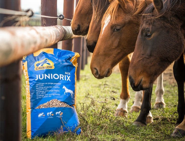 Cavalor Breeding - Juniorix Voeding - Maddelin Equestrian Cavalor
