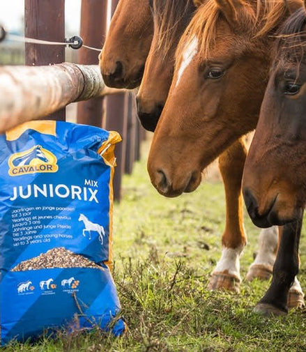 Cavalor Breeding - Juniorix Voeding - Maddelin Equestrian Cavalor