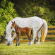 Cavalor Breeding - Probreed Mix Voeding - Maddelin Equestrian Cavalor