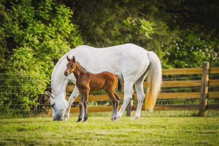 Cavalor Breeding - Probreed Mix Voeding - Maddelin Equestrian Cavalor