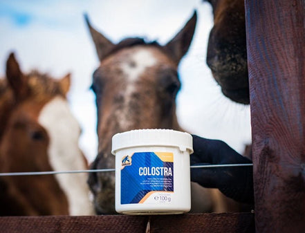 Cavalor Colostra Biestmelk Voedingssupplementen - Maddelin Equestrian Cavalor