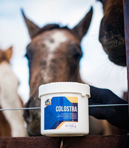 Cavalor Colostra Biestmelk Voedingssupplementen - Maddelin Equestrian Cavalor