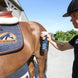 Cavalor FlyLess Vliegen & eczeem - Maddelin Equestrian Cavalor