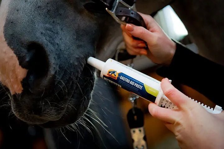 Cavalor Gastro Aid Pasta Doos 6x60g Voedingssupplementen - Maddelin Equestrian Cavalor
