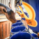 Cavalor Special Care - Fiber Force Gastro Voeding - Maddelin Equestrian Cavalor